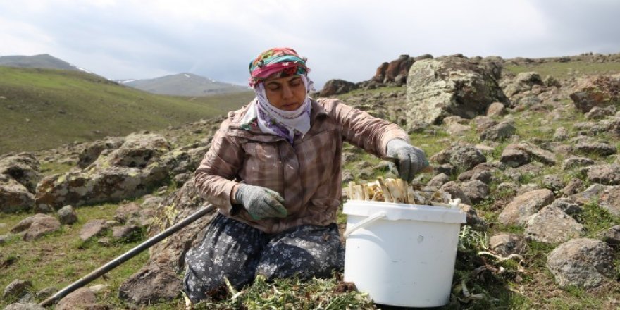 Kurdistan de wextê kengeran o