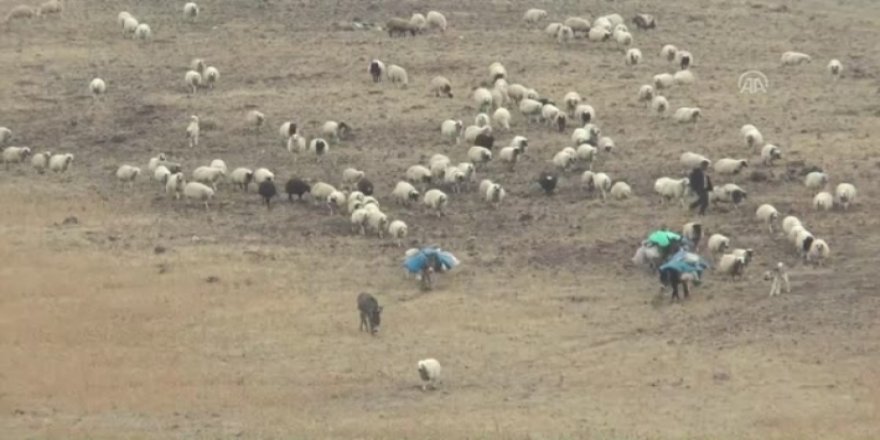 Şivanekî Rojhilatî li ser sînorê Tirkiye û Ermenistanê hat kuştin