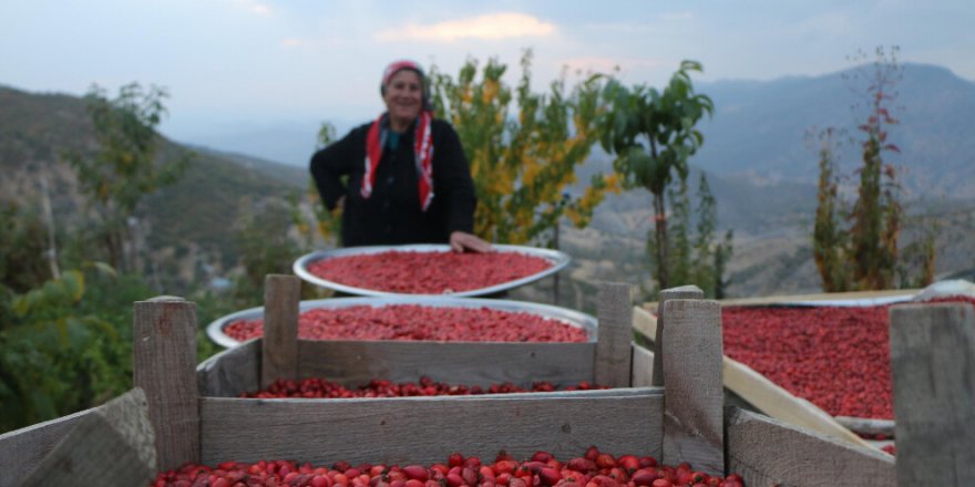 Sûrgulê koyanê Dêrsimî