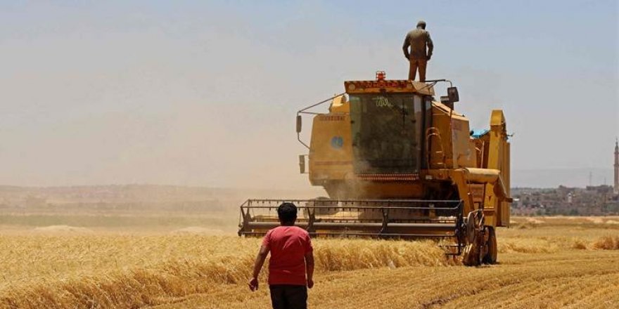 Li Rojavayê Kurdistanê çinîna genim destpê kiriye