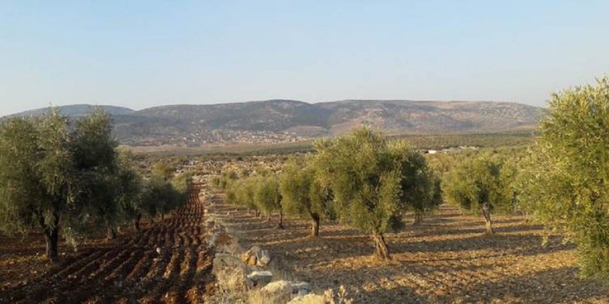 Li Efrînê grûpeke çekdar 400 darên zeytûnan birîn