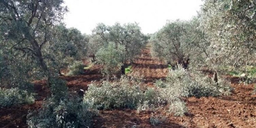 Li Efrînê di heftiyekê de bêhtirî 200 darzeytûn ji aliyê grûpên çekdar ve hatine birrîn