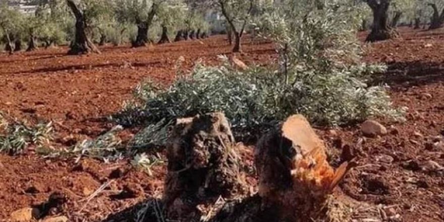 Çekdar Efrînê talan dikin: Dijminên daran in jî!