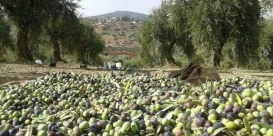 Efrîn | Çekdaran 15 torbe zeytûnên welatiyekî Kurd dizîn