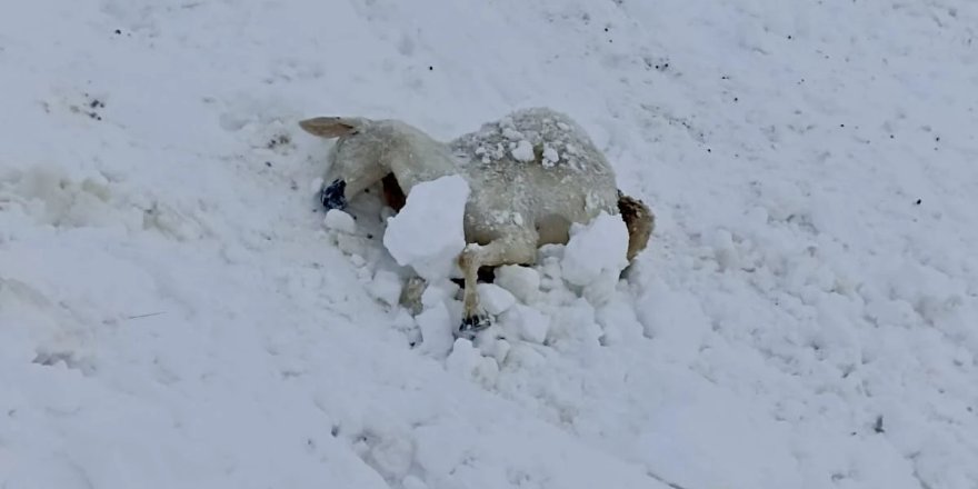 Li navça Hekîmhan a bajarê Meletiyê 100 heb mîh ji ber berf û bahozê mirin