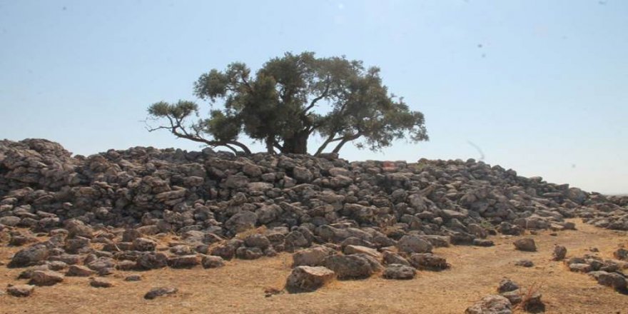 Riha de zeytunêra 2 hezar serrî hema zî zeytunan dana