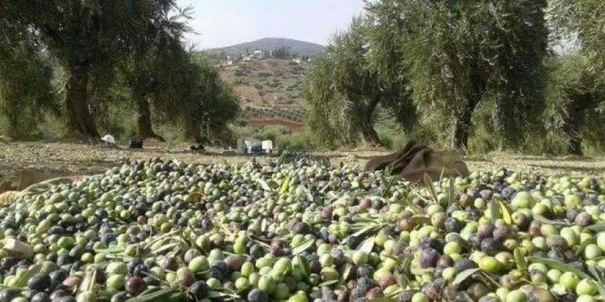 Tirkîya û çekdarê girêdayîyê aye emser zî dest ronay zeytûnê Efrînî ser o.