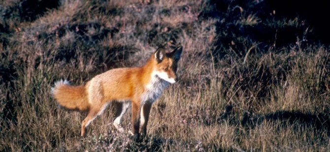 vulpes.2-001.jpg